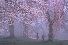 烏帽子山の桜