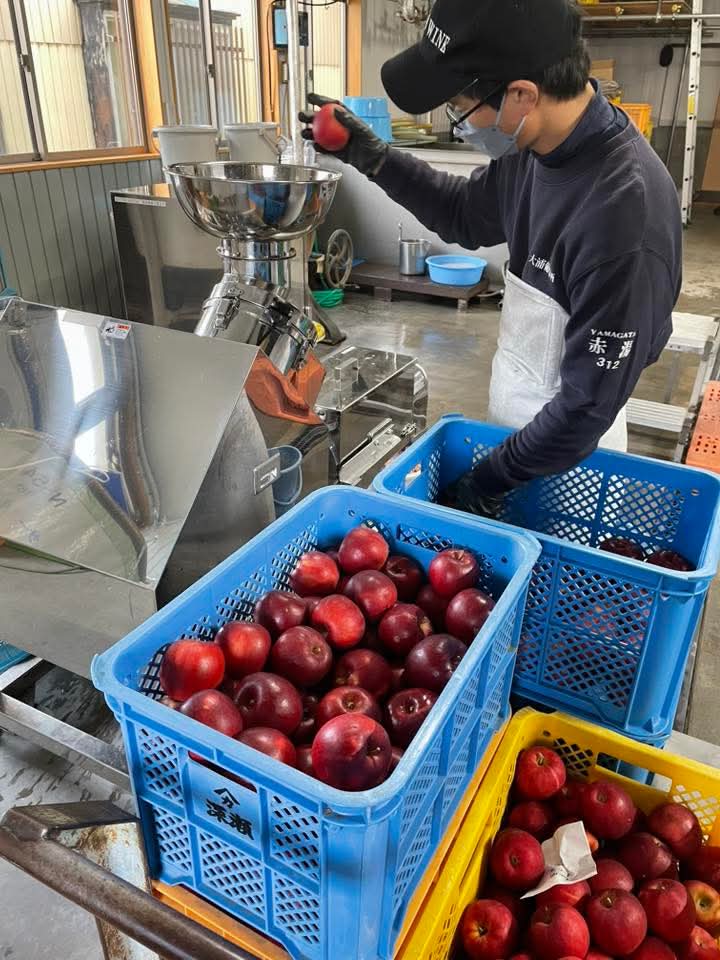 オオウラシ―ドル紅玉